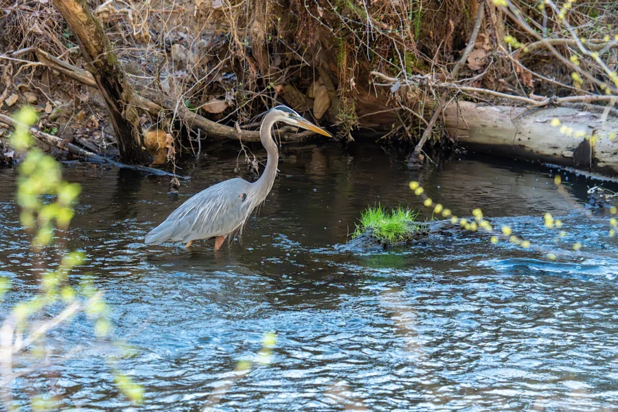 A great blue heron stands in shallow water near the bank of a creek surrounded by branches, grass, and a fallen log.