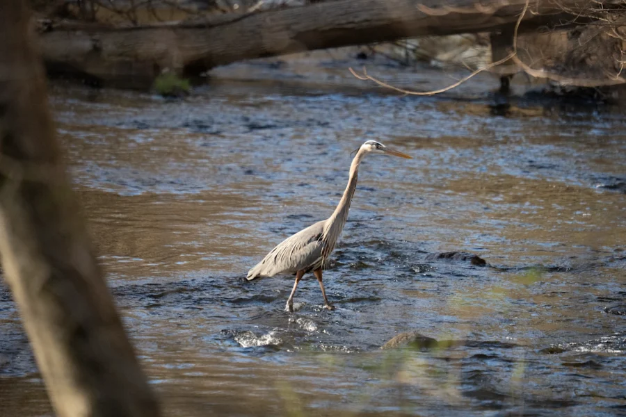 A large heron stands in a shallow, flowing stream surrounded by trees and branches.
