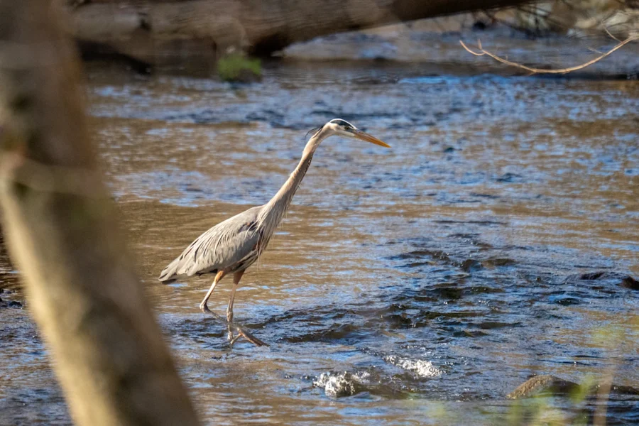 A great blue heron wades through shallow water in a stream, surrounded by trees and partially submerged branches.