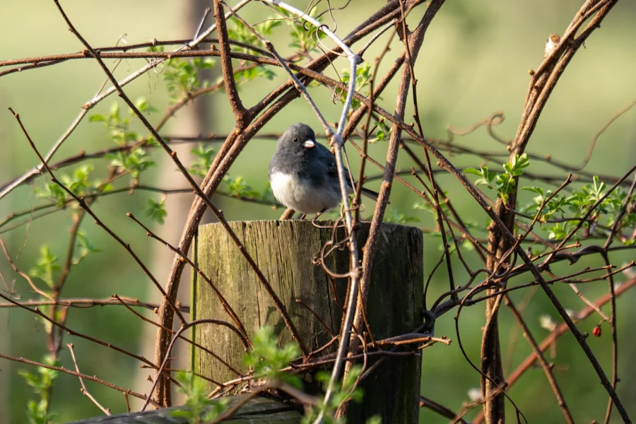 A small bird is perched on a wooden post surrounded by bare branches and green foliage in daylight. A small bird is perched on a wooden post surrounded by bare branches and green foliage in daylight.