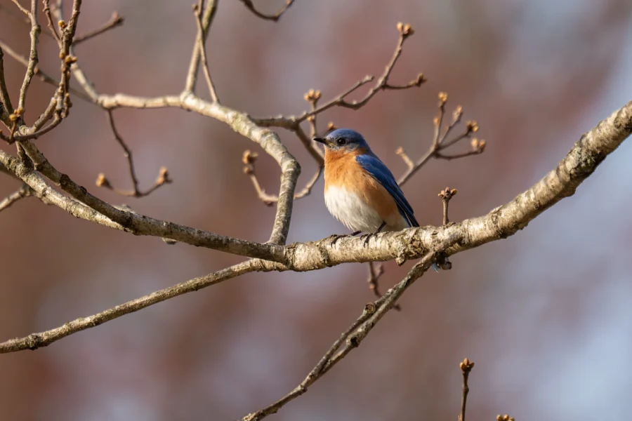 A small bluebird with a rusty orange chest is perched on a bare tree branch with budding twigs, against a blurred background. A small bluebird with a rusty orange chest is perched on a bare tree branch with budding twigs, against a blurred background.