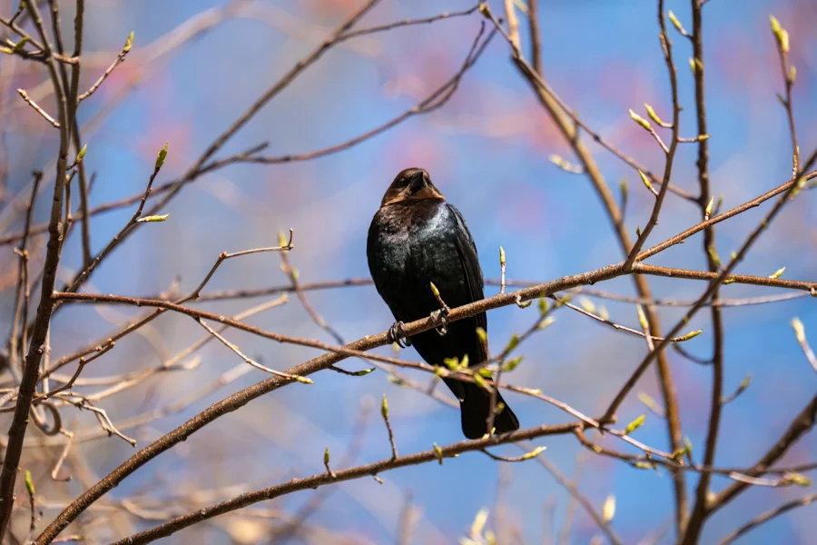 A dark-colored bird perches on a thin tree branch with budding leaves, set against a clear blue sky. A dark-colored bird perches on a thin tree branch with budding leaves, set against a clear blue sky.
