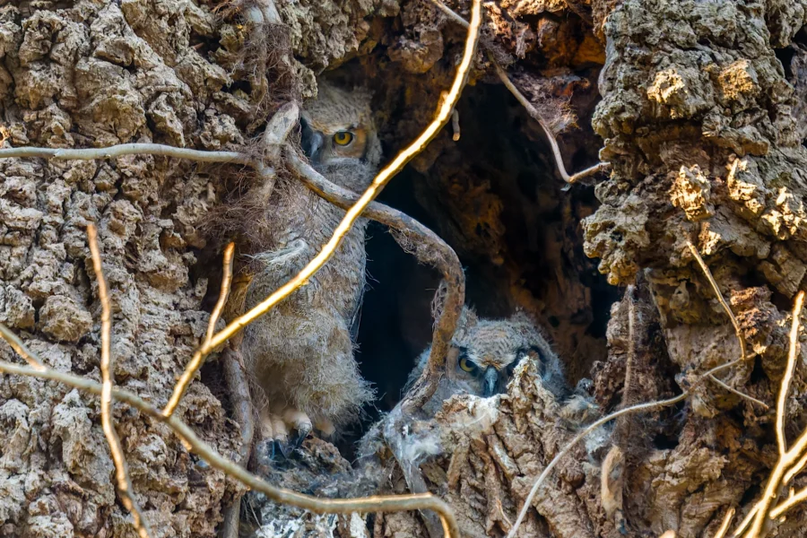 Two owlets are partially hidden inside a tree hollow, surrounded by rough bark and branches. Two owlets are partially hidden inside a tree hollow, surrounded by rough bark and branches.