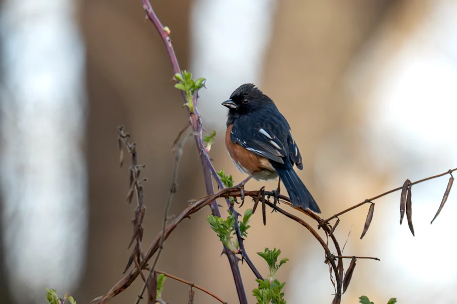 A small black, white, and rust-colored bird perches on a thin, leafy branch with a blurred brown background. A small black, white, and rust-colored bird perches on a thin, leafy branch with a blurred brown background.