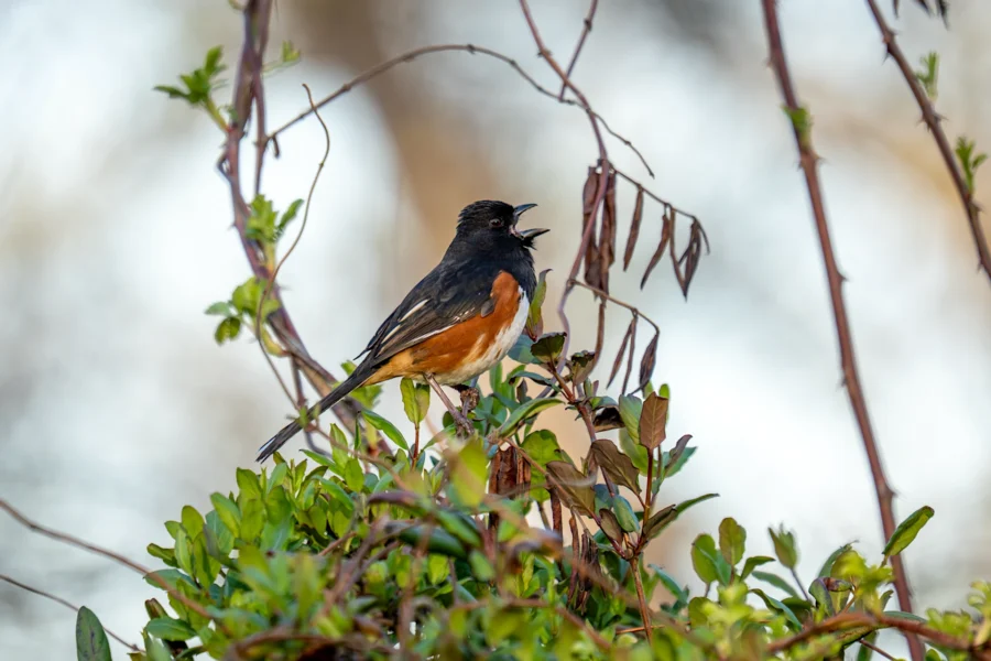 A small bird with black, white, and orange-brown plumage perches on a leafy branch, its beak open as if singing. A small bird with black, white, and orange-brown plumage perches on a leafy branch, its beak open as if singing.