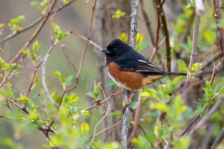 A bird with black, white, and reddish-brown plumage perches on a thin branch amid green leaves and twigs. A bird with black, white, and reddish-brown plumage perches on a thin branch amid green leaves and twigs.