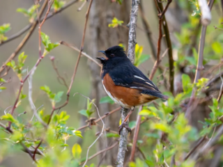 A black, white, and reddish-brown bird perches on a branch surrounded by green leaves and vines. A black, white, and reddish-brown bird perches on a branch surrounded by green leaves and vines.
