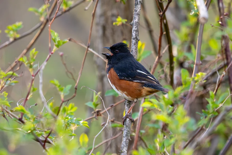 A black, white, and reddish-brown bird perches on a branch surrounded by green leaves and vines. A black, white, and reddish-brown bird perches on a branch surrounded by green leaves and vines.