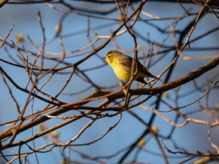 A small yellow bird perches on a bare tree branch against a blue sky, surrounded by thin, leafless twigs. A small yellow bird perches on a bare tree branch against a blue sky, surrounded by thin, leafless twigs.