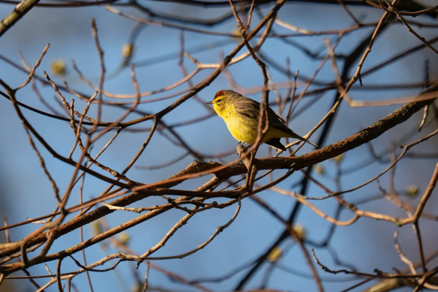 A small yellow bird perches on a bare tree branch against a blue sky, surrounded by thin, leafless twigs. A small yellow bird perches on a bare tree branch against a blue sky, surrounded by thin, leafless twigs.