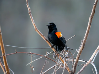 A black bird with an orange-red spot on its wing perches on a bare branch, calling out against a blurred gray background. A black bird with an orange-red spot on its wing perches on a bare branch, calling out against a blurred gray background.