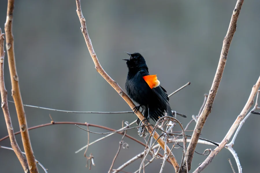 A black bird with an orange-red spot on its wing perches on a bare branch, calling out against a blurred gray background. A black bird with an orange-red spot on its wing perches on a bare branch, calling out against a blurred gray background.