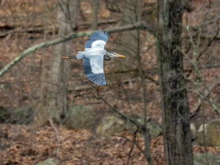A great blue heron flies with wings outstretched through a leafless forest with brown ground and tree trunks in the background. A great blue heron flies with wings outstretched through a leafless forest with brown ground and tree trunks in the background.