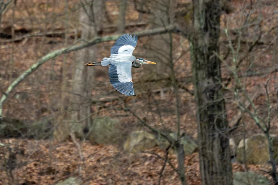 A great blue heron flies with wings outstretched through a leafless forest with brown ground and tree trunks in the background. A great blue heron flies with wings outstretched through a leafless forest with brown ground and tree trunks in the background.