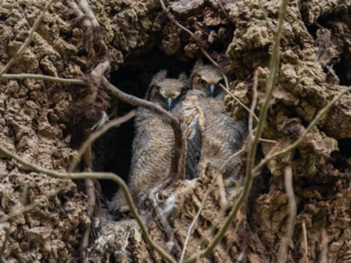 Two young owls sit closely together inside a hollow tree, surrounded by rough bark and a few thin branches. Two young owls sit closely together inside a hollow tree, surrounded by rough bark and a few thin branches.