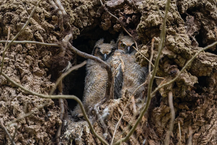 Two young owls sit closely together inside a hollow tree, surrounded by rough bark and a few thin branches. Two young owls sit closely together inside a hollow tree, surrounded by rough bark and a few thin branches.