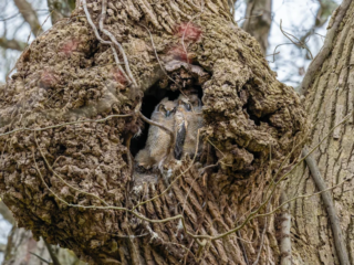 Two owlets are nestled inside a large hollow in a tree trunk, surrounded by rough bark and branches. Two owlets are nestled inside a large hollow in a tree trunk, surrounded by rough bark and branches.