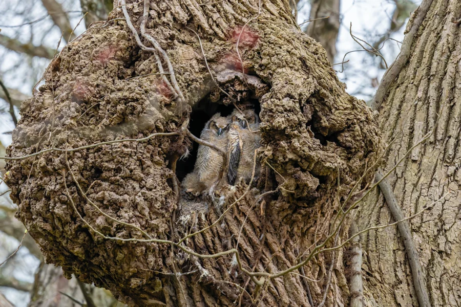 Two owlets are nestled inside a large hollow in a tree trunk, surrounded by rough bark and branches. Two owlets are nestled inside a large hollow in a tree trunk, surrounded by rough bark and branches.