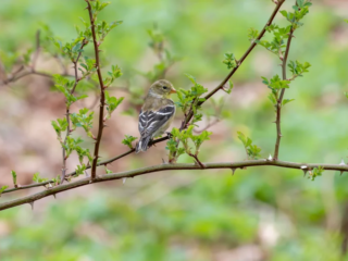 A small bird with yellow and brown plumage perched on a thin branch with green leaves, set against a blurred green background. A small bird with yellow and brown plumage perched on a thin branch with green leaves, set against a blurred green background.