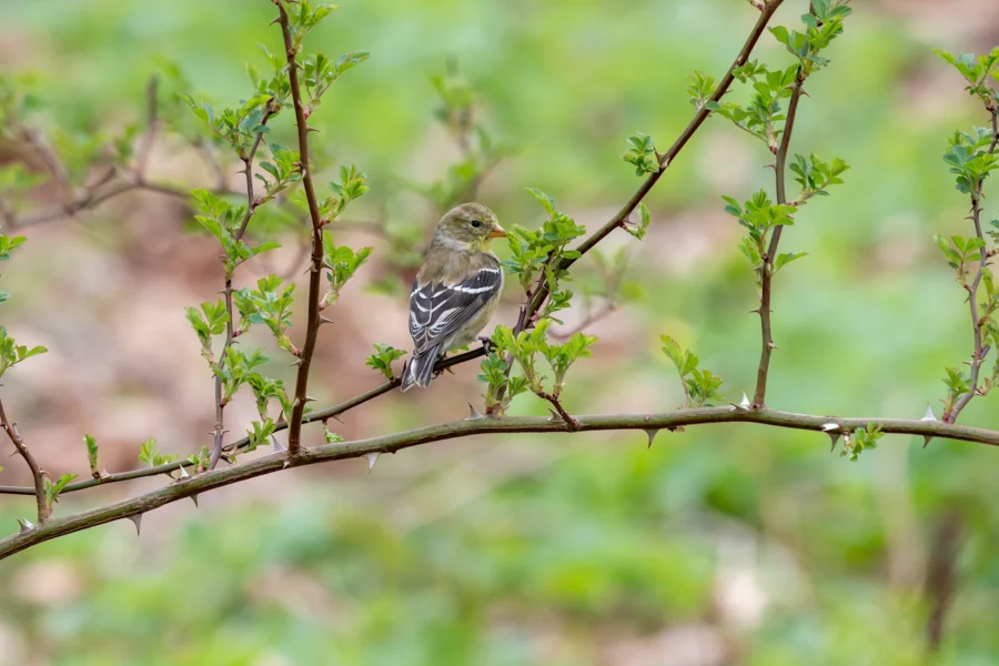 A small bird with yellow and brown plumage perched on a thin branch with green leaves, set against a blurred green background. A small bird with yellow and brown plumage perched on a thin branch with green leaves, set against a blurred green background.