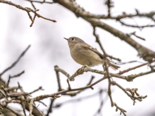 A small bird with brown and beige feathers perches on a bare tree branch against a bright, overcast sky. A small bird with brown and beige feathers perches on a bare tree branch against a bright, overcast sky.