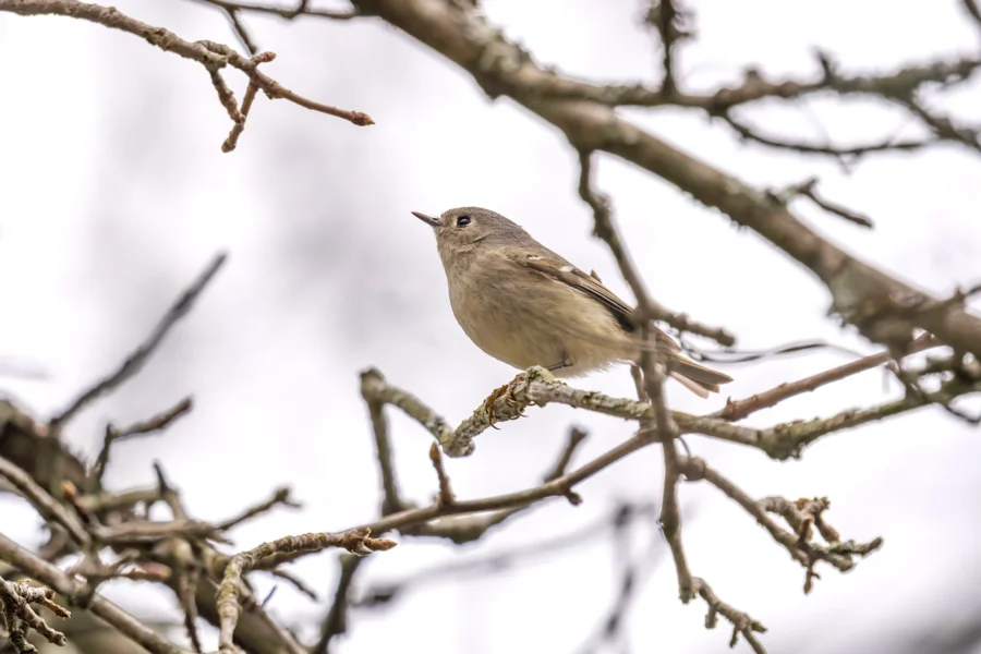 A small bird with brown and beige feathers perches on a bare tree branch against a bright, overcast sky. A small bird with brown and beige feathers perches on a bare tree branch against a bright, overcast sky.