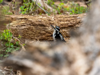 A black-and-white woodpecker stands on the ground near a fallen tree trunk, surrounded by green plants and branches. A black-and-white woodpecker stands on the ground near a fallen tree trunk, surrounded by green plants and branches.