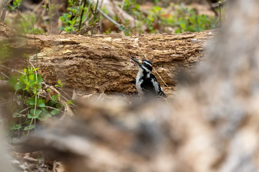 A black-and-white woodpecker stands on the ground near a fallen tree trunk, surrounded by green plants and branches. A black-and-white woodpecker stands on the ground near a fallen tree trunk, surrounded by green plants and branches.