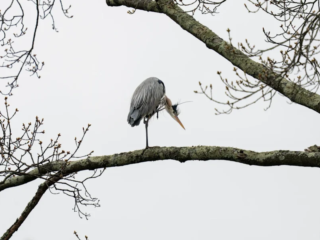 A heron perches on a tree branch, preening its feathers against a pale, overcast sky. Leafless branches extend around the bird. A heron perches on a tree branch, preening its feathers against a pale, overcast sky. Leafless branches extend around the bird.