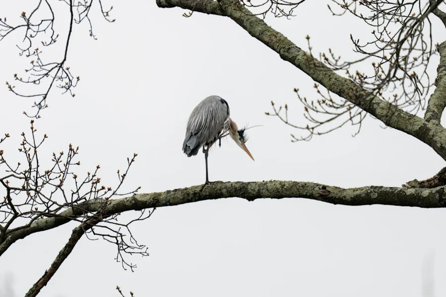A heron perches on a tree branch, preening its feathers against a pale, overcast sky. Leafless branches extend around the bird.