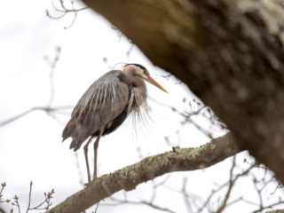 A large grey heron stands on a tree branch, surrounded by bare branches and partially obscured by a thick tree trunk in the foreground. A large grey heron stands on a tree branch, surrounded by bare branches and partially obscured by a thick tree trunk in the foreground.