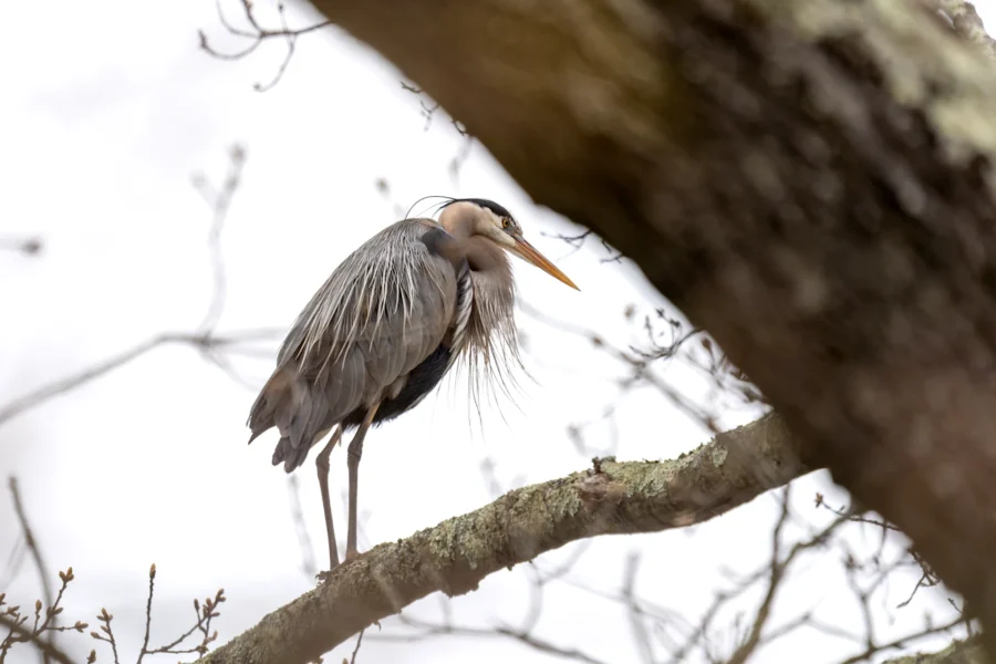 A large grey heron stands on a tree branch, surrounded by bare branches and partially obscured by a thick tree trunk in the foreground.