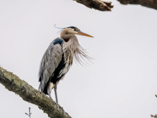 A great blue heron stands perched on a tree branch against a pale sky, with its long feathers and beak clearly visible. A great blue heron stands perched on a tree branch against a pale sky, with its long feathers and beak clearly visible.