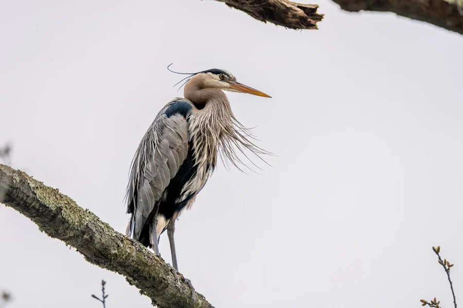 A great blue heron stands perched on a tree branch against a pale sky, with its long feathers and beak clearly visible.