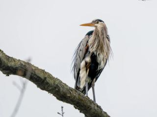 A great blue heron stands on a mossy tree branch against a pale, overcast sky, facing to the right with ruffled feathers. A great blue heron stands on a mossy tree branch against a pale, overcast sky, facing to the right with ruffled feathers.