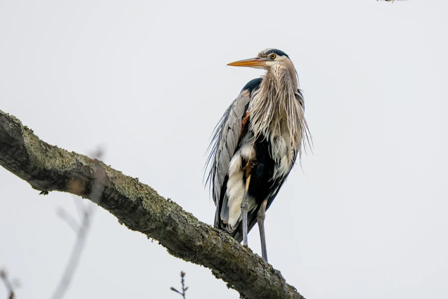 A great blue heron stands on a mossy tree branch against a pale, overcast sky, facing to the right with ruffled feathers.