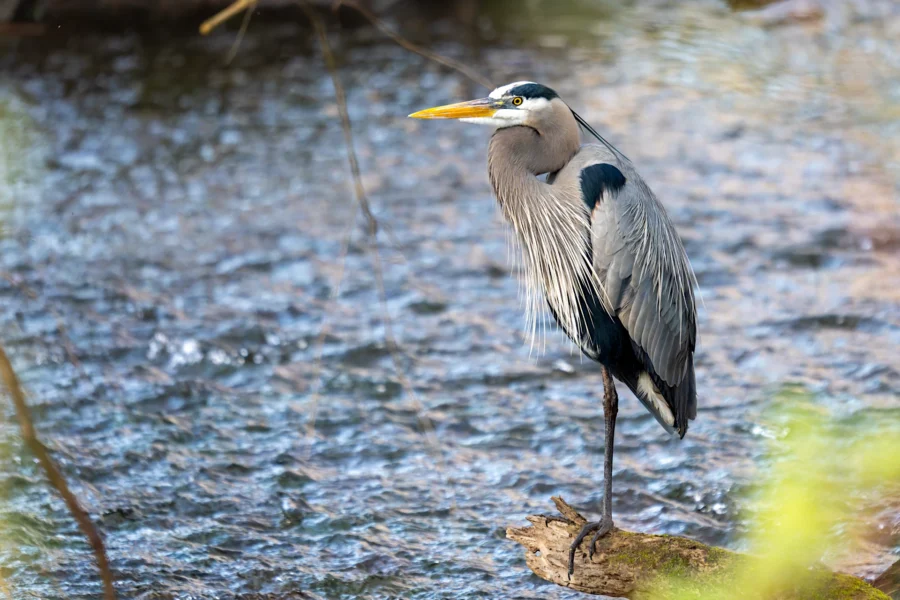 A great blue heron stands on one leg atop a log in a shallow, flowing stream with blurred water in the background.