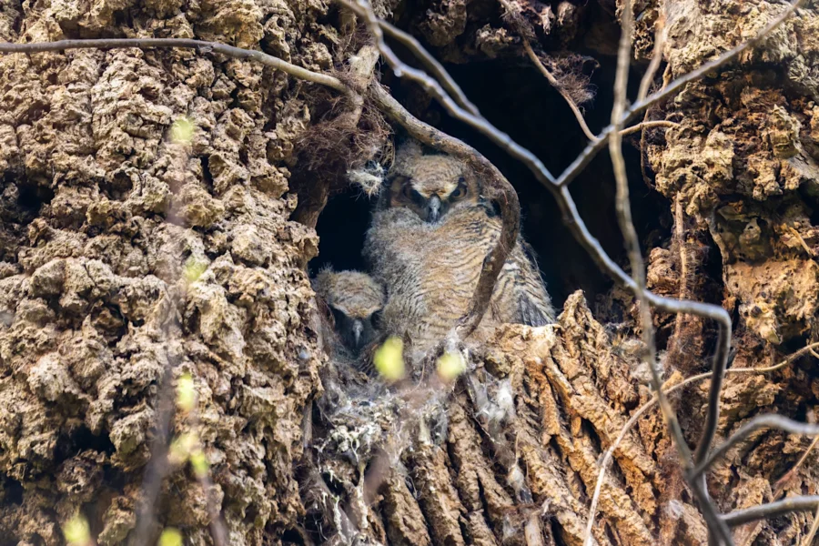 Two young owls sit nestled together in a tree cavity, partially hidden by the bark and branches surrounding their nest. Two young owls sit nestled together in a tree cavity, partially hidden by the bark and branches surrounding their nest.