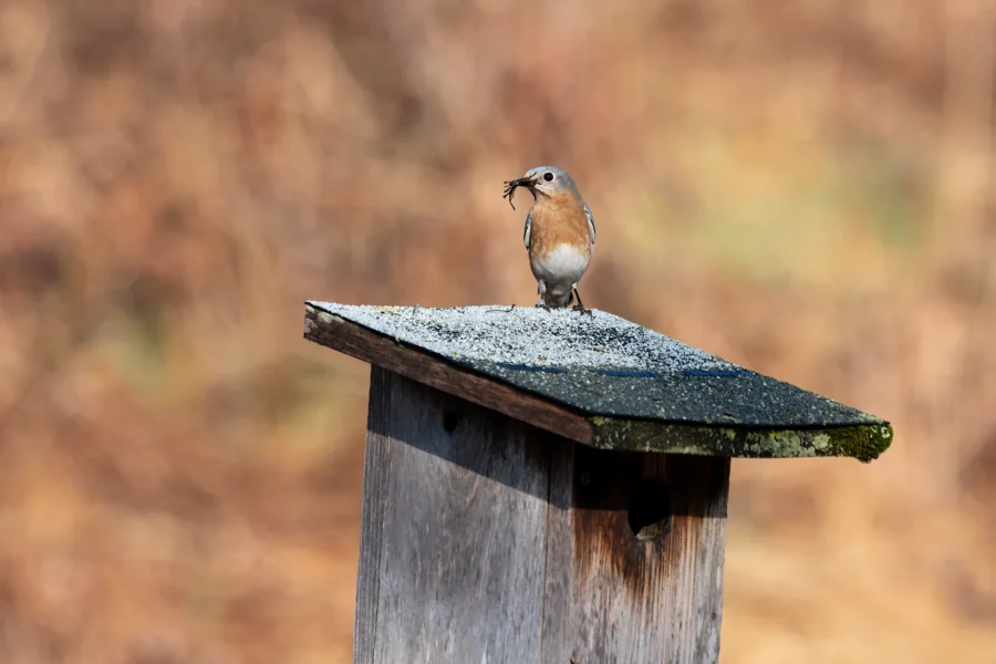 A small bird with a bug in its beak stands on top of a wooden birdhouse, with a blurred brown background. A small bird with a bug in its beak stands on top of a wooden birdhouse, with a blurred brown background.