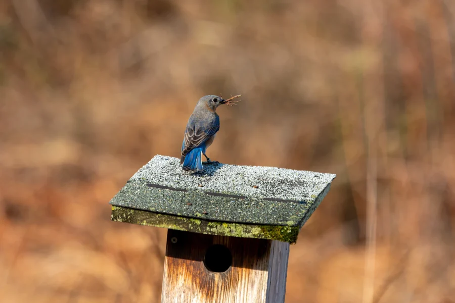 A bluebird with an insect in its beak perches on the roof of a weathered birdhouse against a blurred natural background. A bluebird with an insect in its beak perches on the roof of a weathered birdhouse against a blurred natural background.