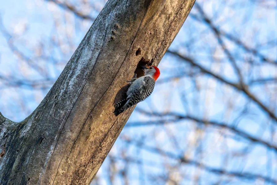 A woodpecker with a red head clings to the side of a tree trunk, pecking near a small hole under a clear blue sky with blurred branches in the background. A woodpecker with a red head clings to the side of a tree trunk, pecking near a small hole under a clear blue sky with blurred branches in the background.
