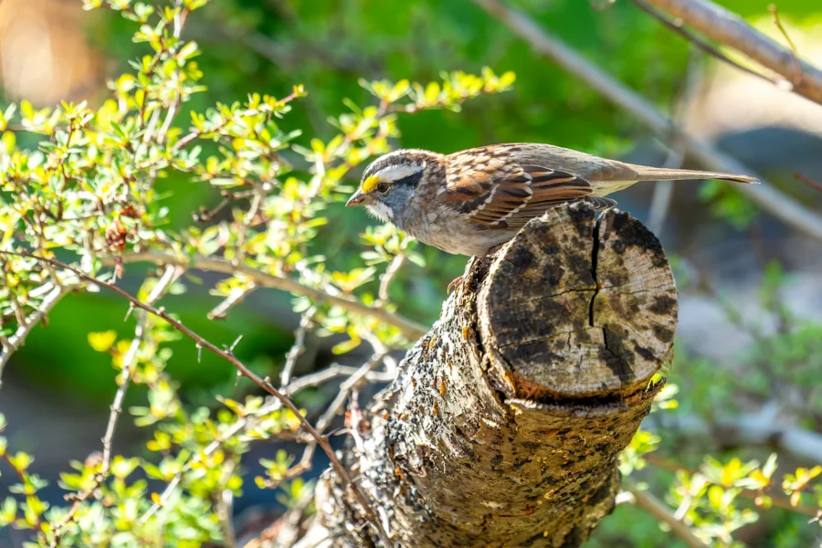 A small brown and white bird with a yellow spot above its eye is perched on a tree log surrounded by green foliage in bright sunlight. A small brown and white bird with a yellow spot above its eye is perched on a tree log surrounded by green foliage in bright sunlight.