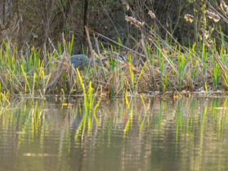 A grey heron stands partially hidden among tall reeds at the edge of a pond, with its reflection visible in the water. A grey heron stands partially hidden among tall reeds at the edge of a pond, with its reflection visible in the water.