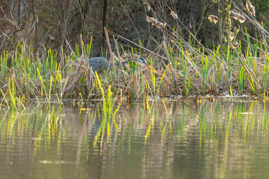 A grey heron stands partially hidden among tall reeds at the edge of a pond, with its reflection visible in the water.