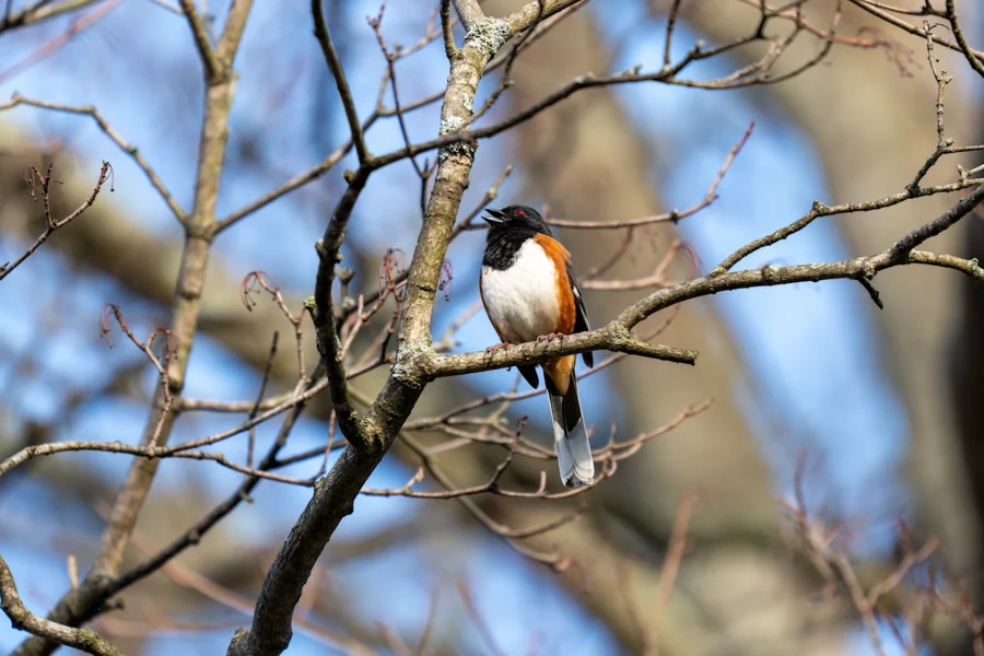 A small bird with a black head, white belly, and reddish-brown sides perches on a leafless tree branch against a blue sky background. A small bird with a black head, white belly, and reddish-brown sides perches on a leafless tree branch against a blue sky background.