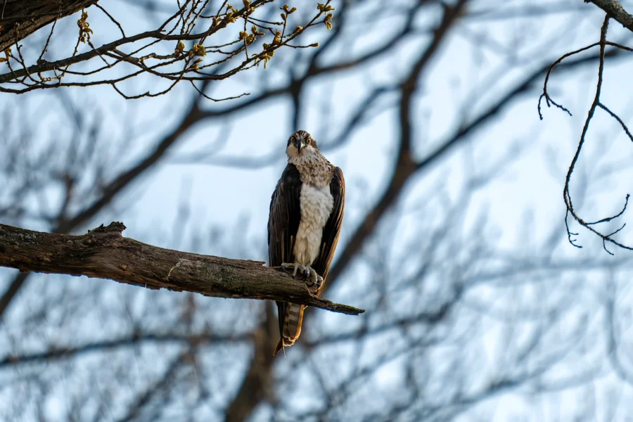 An osprey perches on a bare tree branch with its talons gripping the wood, against a blurred background of tree branches and a blue sky. An osprey perches on a bare tree branch with its talons gripping the wood, against a blurred background of tree branches and a blue sky.