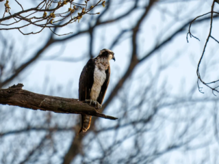 An osprey is perched on a tree branch with bare branches and a clear sky in the background. An osprey is perched on a tree branch with bare branches and a clear sky in the background.