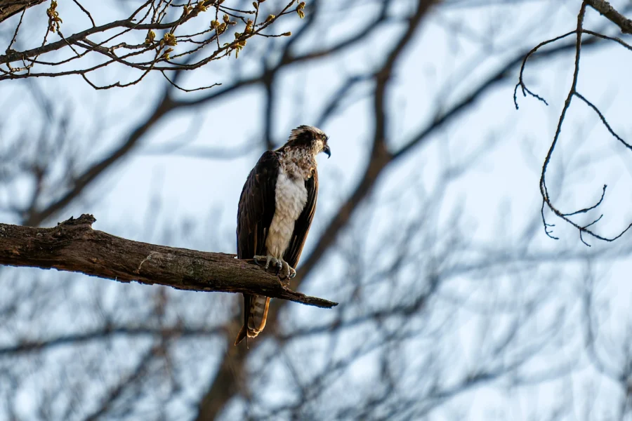 An osprey is perched on a tree branch with bare branches and a clear sky in the background. An osprey is perched on a tree branch with bare branches and a clear sky in the background.