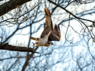 An osprey takes off from a tree branch with wings spread, surrounded by bare branches and a bright sky in the background. An osprey takes off from a tree branch with wings spread, surrounded by bare branches and a bright sky in the background.