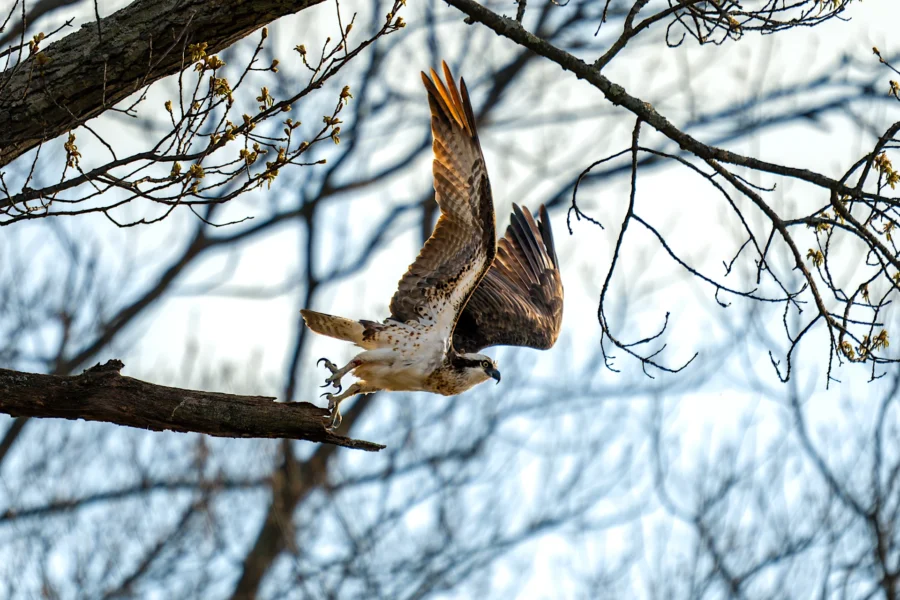 An osprey takes off from a tree branch with wings spread, surrounded by bare branches and a bright sky in the background. An osprey takes off from a tree branch with wings spread, surrounded by bare branches and a bright sky in the background.